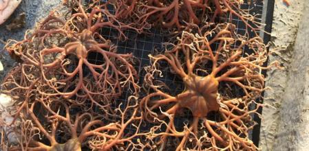 Ejemplares capturados en el Cap de Creus de ofiuras ('Astrospartus mediterraneus'), equinodermos emparentados con las estrellas de mar .