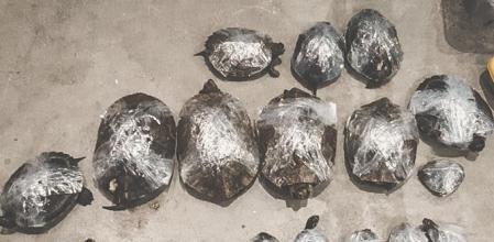 comercio ilegal con tortugas