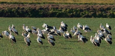 Cigüeñas en Sant Martí Sescorts.