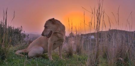 Sol de calima al atardecer en Mijas.