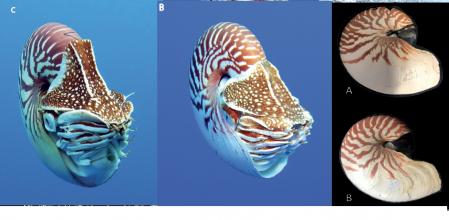 Nuevas especies de nautilos