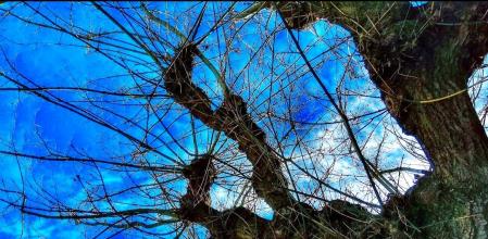 Árboles en Barcelona.