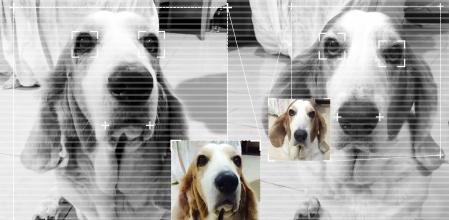 La inteligencia artificial de ChatGPT se utiliza ahora no solo para identificar animales de la misma especie de unos ejemplares de otros.