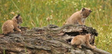 El lince ha reconquistado&nbsp; la Península gracias al apoyo social en las zonas de reintroducción y su control genético