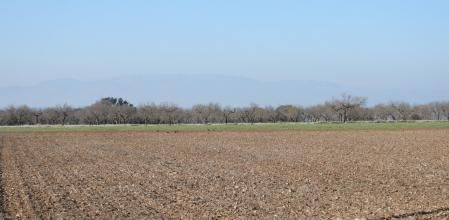 Reto visual: ¿Cuántas grajillas eres capaz de ver?