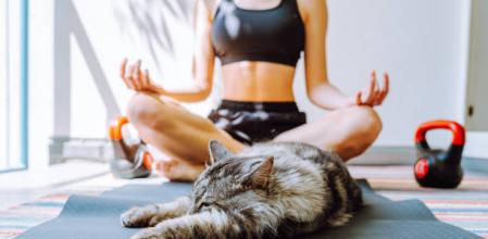 gatos y yoga