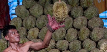 Almacén de durián, tras la cosecha, en el sudeste asiático