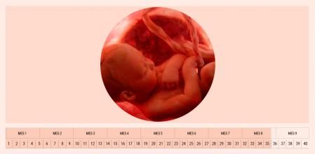 El desarrollo pulmonar del feto se completa hacia la semana 35 de gestación.