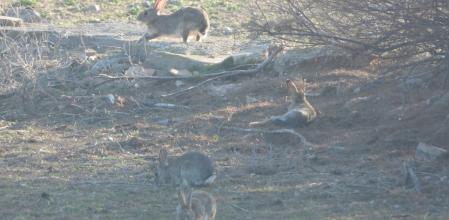Conejos en Claravalls.