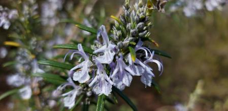 Romero en Sant Llorenç del Munt.