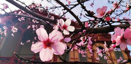 Almendros en flor en el barrio de Sant Antoni.