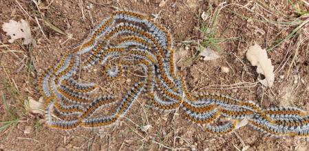 Procesionaria en el Bages.