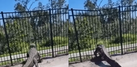 El animal consigue doblar los barrotes casi sin querer