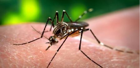 Ejemplar de mosquito 'Aedes aegypti', una especie reconocida como vector de diversas enfermedades graves .