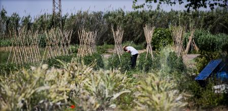 Una parcela de cultivo del parque agrario del Baix Llobregat