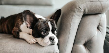 a bored french bulldog lying down and resting on sofa looking outside