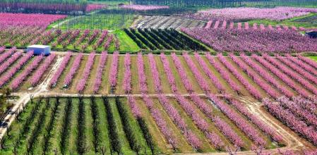 El espectáculo de la floración en Aitona.