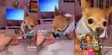 El hilarante vídeo de un chihuahua eligiendo bando en el caso Shakira y Piqué: “¿A ella no la muerdes?”