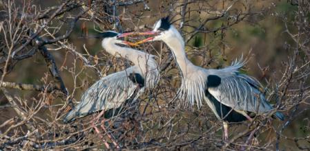 Pareja de garzas reales.