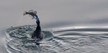 Cormorán pescando en el pantano de Sau.