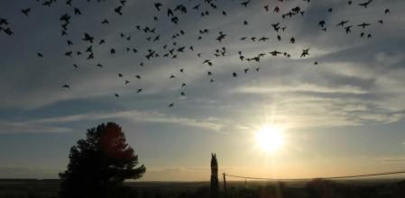 Puesta de sol con estorninos en Altet.