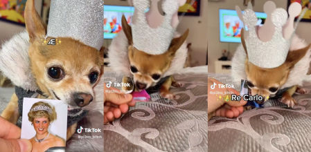 El chihuahua italiano que muerde a los famosos en TikTok ataca a la familia real inglesa: ¿Isabel II o Lady Di?