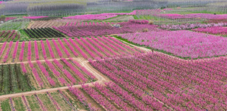 Campo en flor en Aitona.