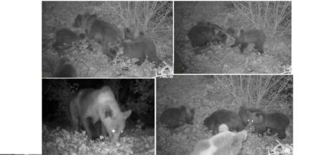 Detalles de los miembros de la familia numerosa de Belmonte, en Asturias, antes del período de hibernación  .