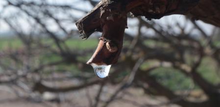 El arte de la savia de la vid.