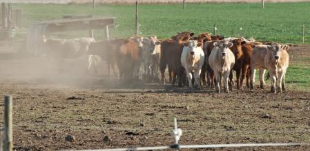 Ganado a las afueras de Manlleu.