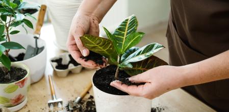 Substrato universal de gran calidad