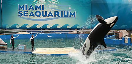 Tokitae en plena exhibición