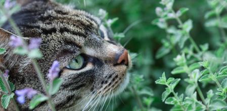 El catnip es una planta similar a la menta con un intenso olor que agrada a estos animales.