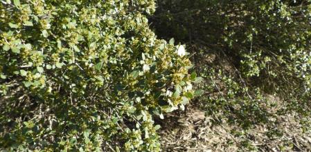 Reto visual: ¿Eres capaz de ver a la mosca en menos de 30 segundos?