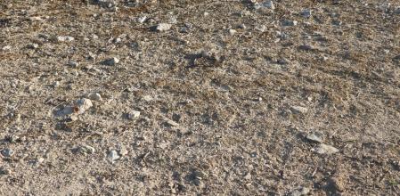 Reto visual: ¿Dónde está la mariposa?