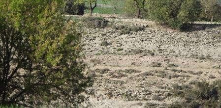 Reto visual: ¿Dónde están el pájaro y el conejo?