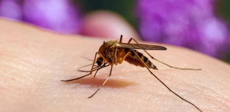 Ejemplar hembra de mosquito de la 'Culex pipiens'&nbsp;