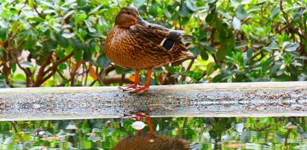 Cuaca, la patita triste, no ha podido tener descendencia.