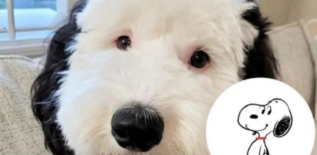 Descripción de la imagen