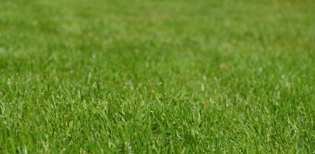 Cuando el césped adquiera un tono amarillento, es momento de abonar.