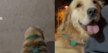 La efusiva reacción de la perra ha suscitado millones de reacciones