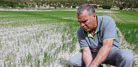 GRAFCVA2796. ALCOY (ALICANTE), 14/04/2023.- El gerente de la empresa Ferri Agrícola y vocal de la sectorial del cereal de Asaja Alicante, Ricardo Ferri, muestra los efectos devastadores que la sequía y el calor producen sobre su plantación de cereal cuando los agricultores de secano miran con temor a 2024 tras una cosecha que en el sur de la Comunitat Valenciana es 
