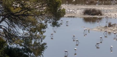 El nuevo mapeo de SEO/Birdlife incorpora 14 nuevas zonas de importancia para las aves (Ibas)&nbsp;