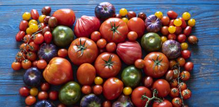 Tomates de distintas variedades