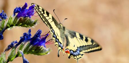 Mariposa macaón en la flor viborera.