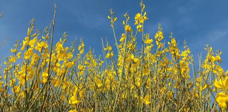 Ginesta luciendo a orillas de un arroyo en Terrassa.