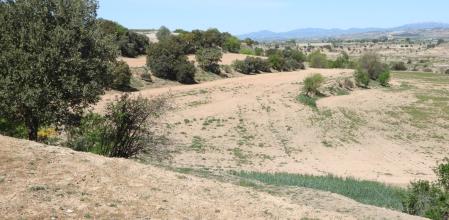Reto visual: ¿Eres capaz de ver a la pareja de abejarucos?