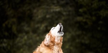 Los ladridos de perro están prohibidos en&nbsp;Villanueva de la Torre