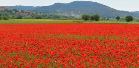 Paisaje de amapolas en Pals.