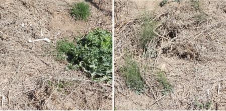 Reto visual: ¿Puedes encontrar las tres diferencias en estas dos imágenes?